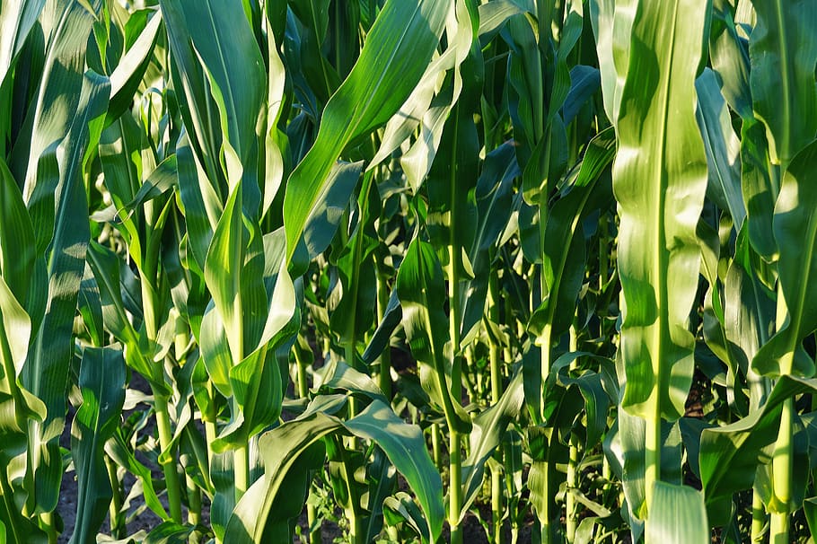 cornfield, green, agriculture, nature, leaves, corn leaves HD wallpaper