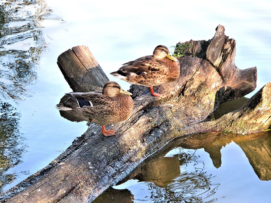 mallard, ducks, tree trunk, river, canada, animals, perched HD wallpaper