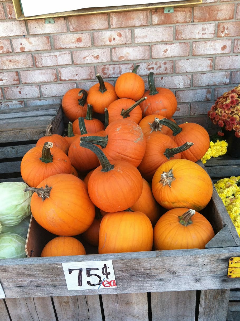 Pumpkins, Fall, Orange, autumn, halloween, food, thanksgiving HD wallpaper