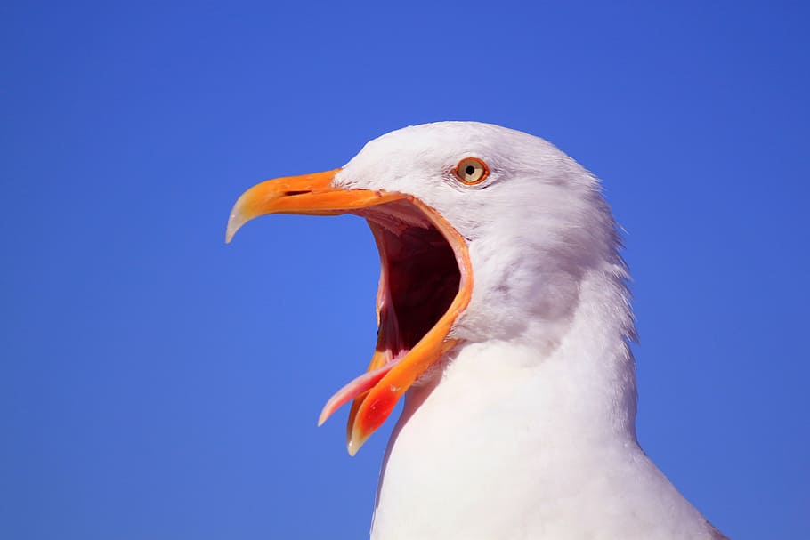 photography of white bird during daytime, animal, animals, birds