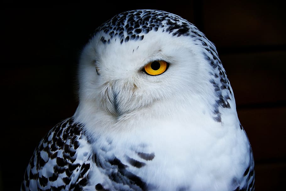 white and black owl with yellow eyes, snowy owl, animal, bird of prey