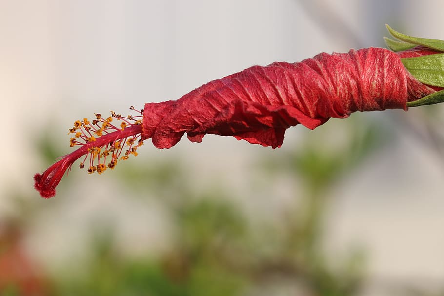 Flower, Yellow, Nature, Macro, red, green, flowers, turkey HD wallpaper