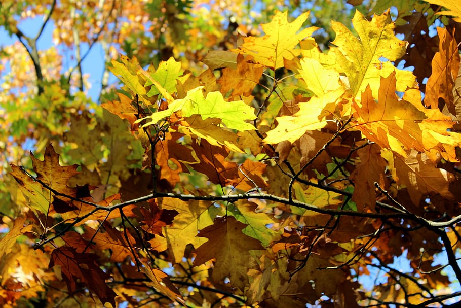 leaf, autumn, season, maple, tree, bright, nature, color, schönwetter HD wallpaper