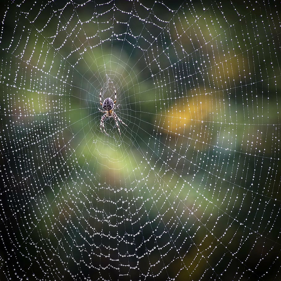 close up photo of barn spider with web and water dew, rain HD wallpaper
