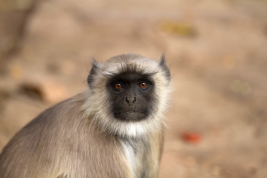 Monkey, India, Hanuman Langur, gray langur, semnopithecus, grey langur, HD wallpaper