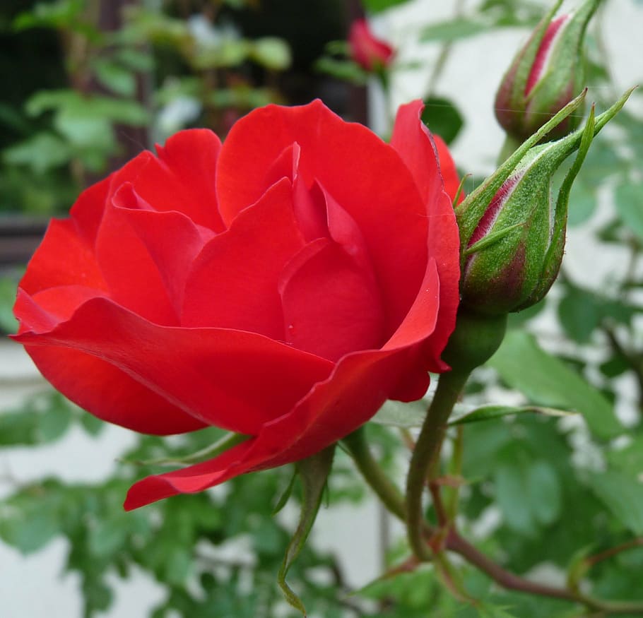 close up photo of red rose in bloom, blossom, garden, nature HD wallpaper