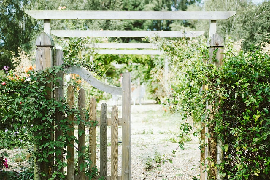 beige wooden fence covered with green vine plants, white wooden garden arc HD wallpaper