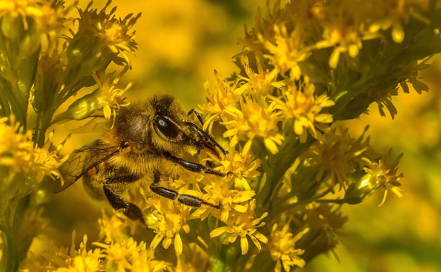 insect, yellow, flower, animal themes, one animal, animal wildlife HD wallpaper