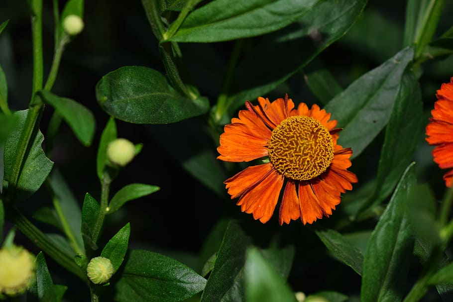 flowers, nature, flowering plant, beauty in nature, freshness HD wallpaper