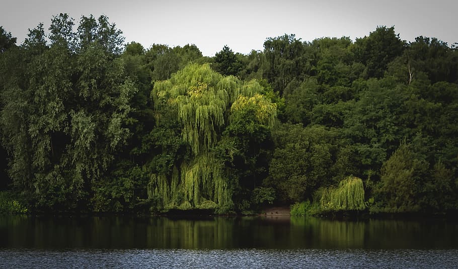 trees, forest, water, landscape, nature, wood, foliage, plant HD wallpaper