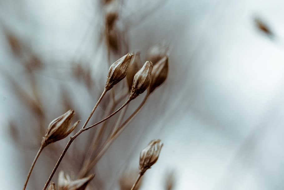 greyscale photography of flower buds, close up photography of brown plant HD wallpaper