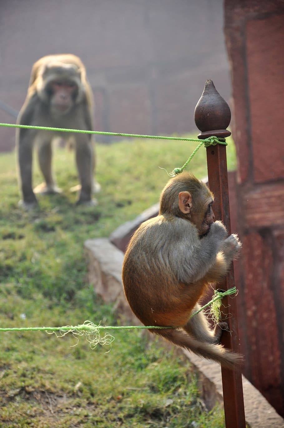 monkey, young, magot, animal, animals in the wild, india, primate HD wallpaper