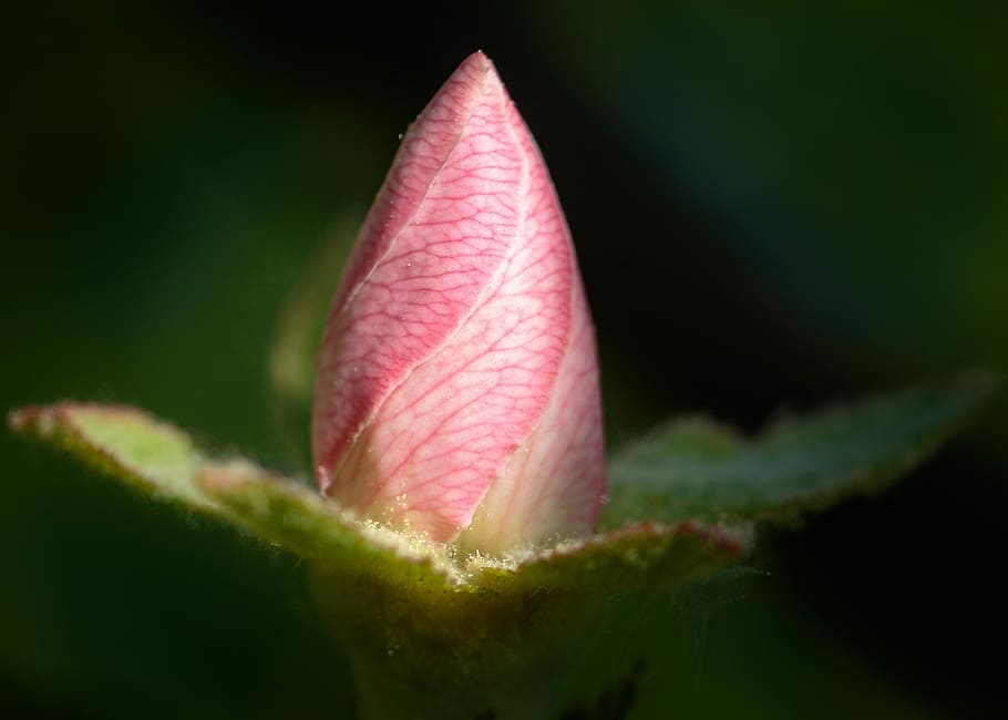leaf, nature, flower, plant, garden, quince, bloom, pink, close-up HD wallpaper