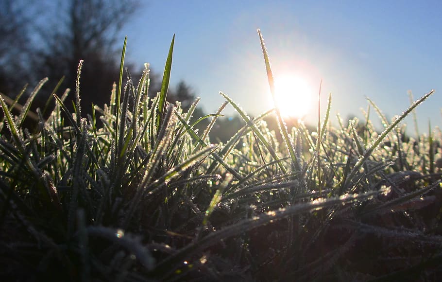 sunrise, sunset, grass, green, blue, sky, ice, frost, winter HD wallpaper