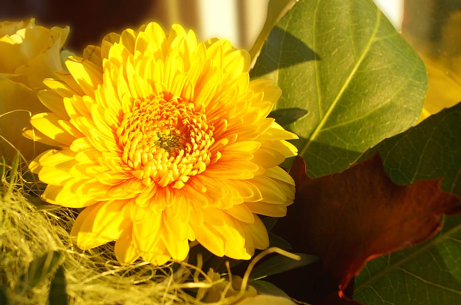 flower, nature, background, yellow, stengel, summer, beautiful flower HD wallpaper