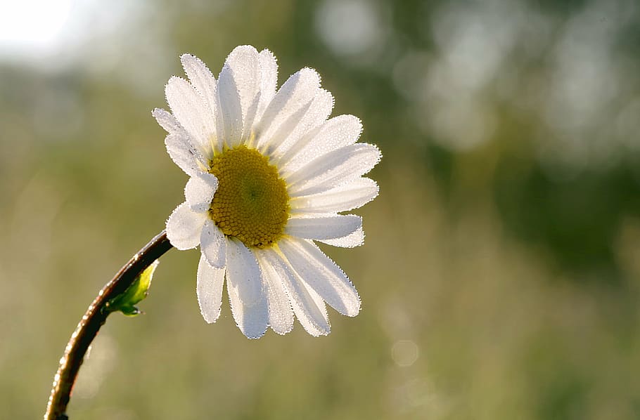 white petaled flower selective photography, daisy, yellow, the petals HD wallpaper