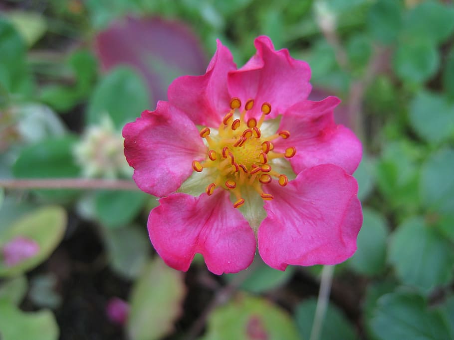 ros, simple, pink, yellow, colors, summer, green, leaf, flower HD wallpaper