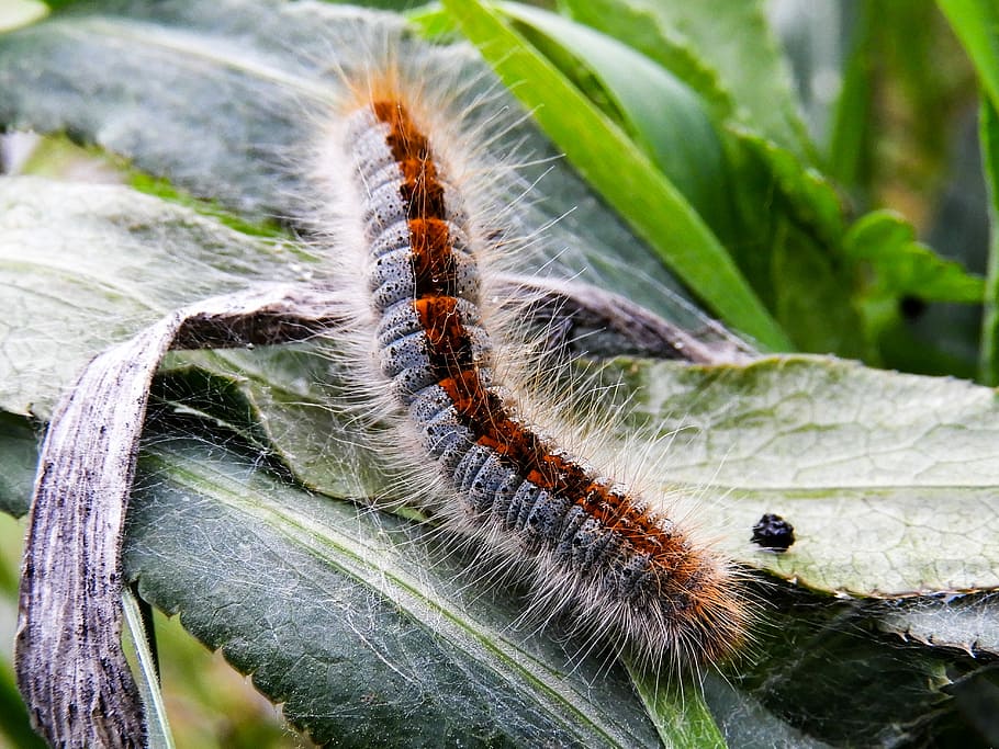 worm, beautiful, nature, spring, animal themes, insect, invertebrate HD wallpaper