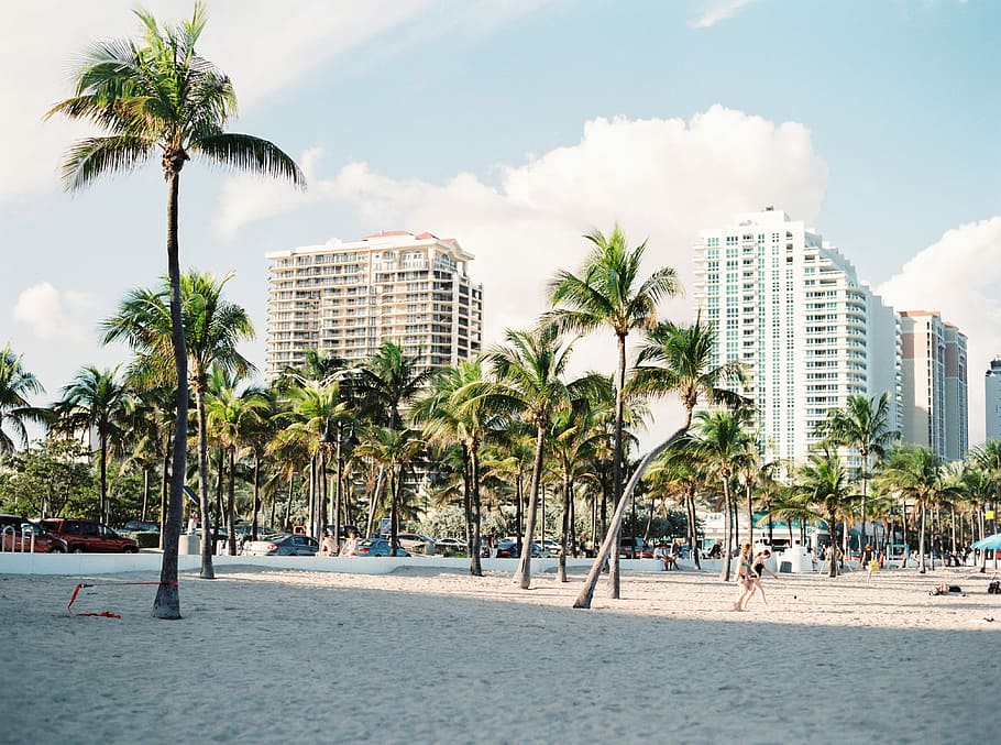 palm trees near buildings, green palm trees on seashore, city HD wallpaper