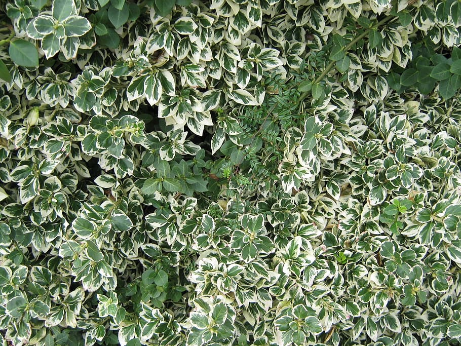leaves, shrub, variegated, leaf, plant, foliage, natural, flora HD wallpaper