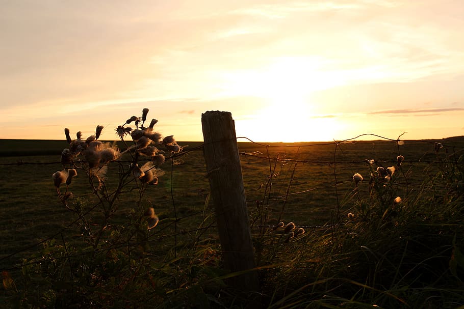 sunset, mood, sky, landscape, evening sky, cloud - sky, plant HD wallpaper