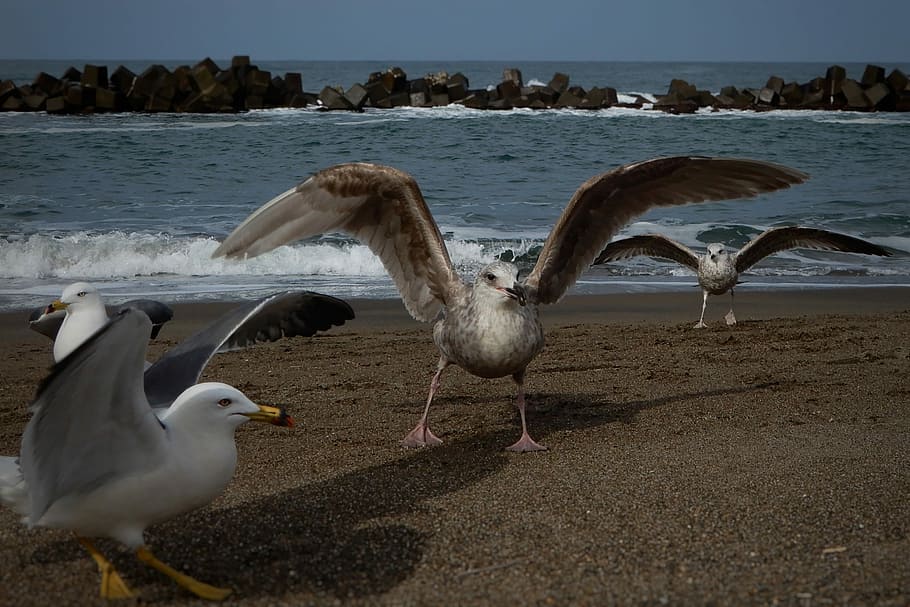 Animal, Sea, Beach, Wave, Sea Gull, seagull, seabird, wild animal HD wallpaper