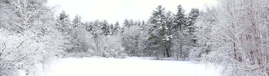 snow covered trees and ground during daytime, pond, winter HD wallpaper