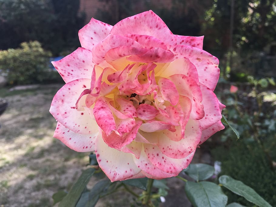rose, garden, nature, flowering plant, petal, pink color, beauty in nature HD wallpaper