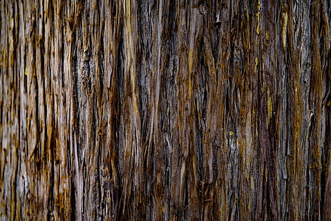 tree, trunk, bark, wood, cypress, nature, close-up, backgrounds HD wallpaper