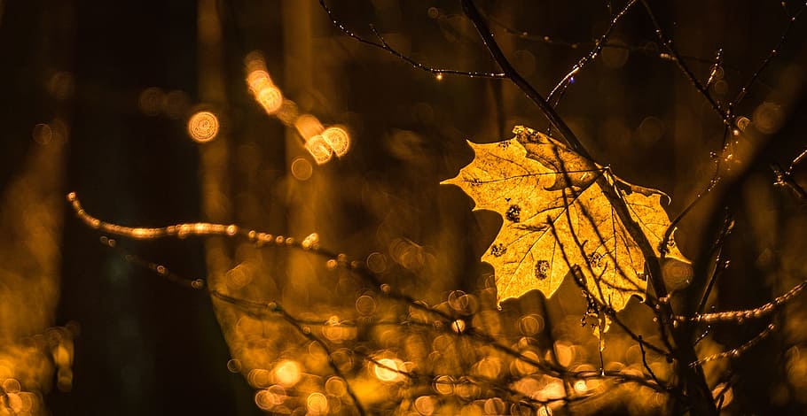 selective focus photography of maple leaf, night, rain, branch HD wallpaper