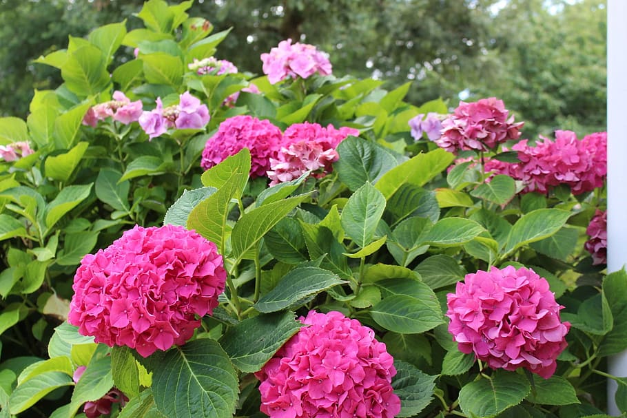 hydrangea, flowers, nature, flowering plant, pink color, freshness HD wallpaper