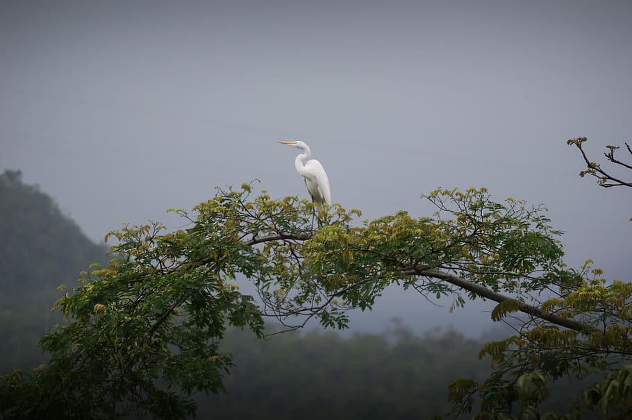 white crane on wood branch, nature, sky, tree, body of water