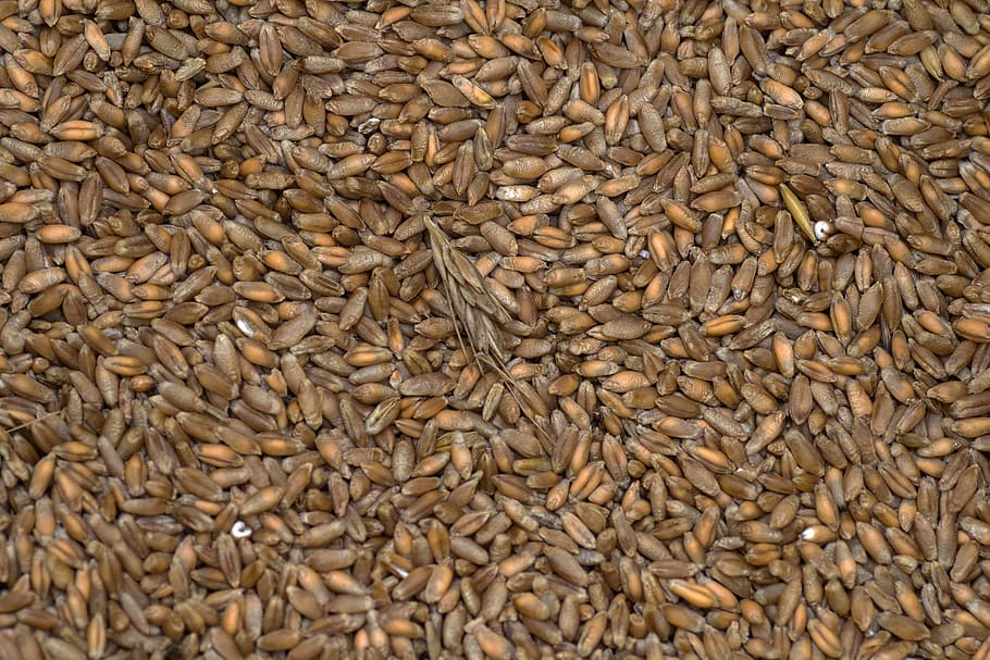cereals, wheat, grain, background, grains, food and drink, large group of objects HD wallpaper