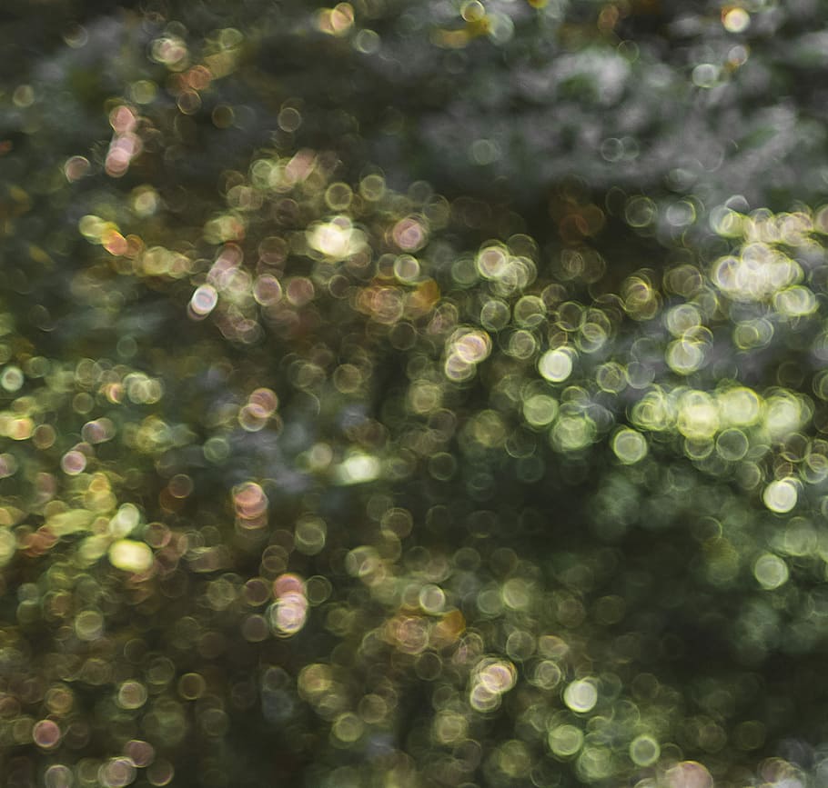 untitled, bokeh, green, lights, circle, forest, defocused, backgrounds HD wallpaper