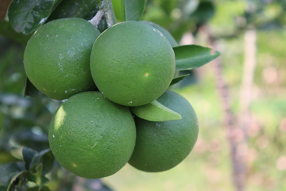 fruit, nature, lemon, green color, healthy eating, food, food and drink HD wallpaper