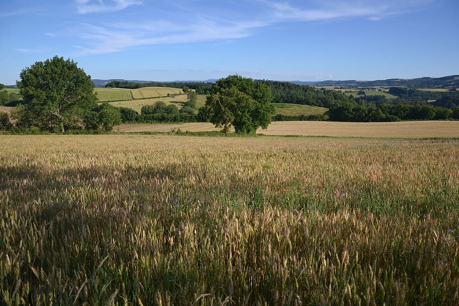 landscape, wheat, cornfield, epi, nature, france, fleurs des champs HD wallpaper