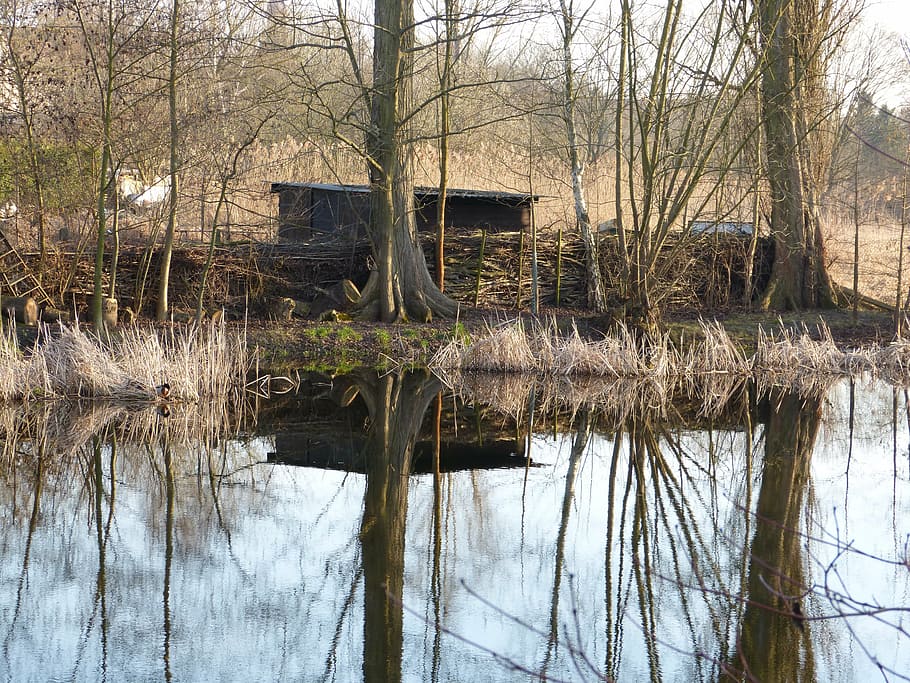 lake, water, pond, tree, landscape, nature, reflection, plant HD wallpaper