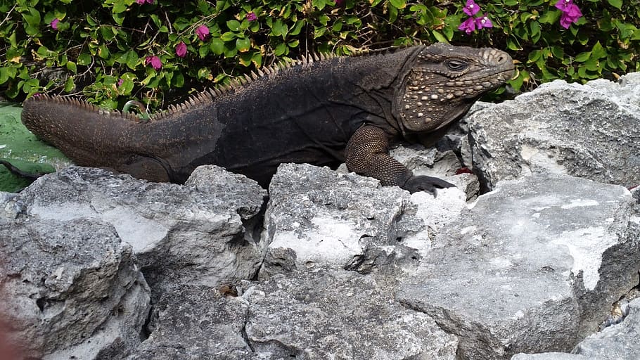 iguana, reptile, cuba, animal, animal themes, rock - object HD wallpaper