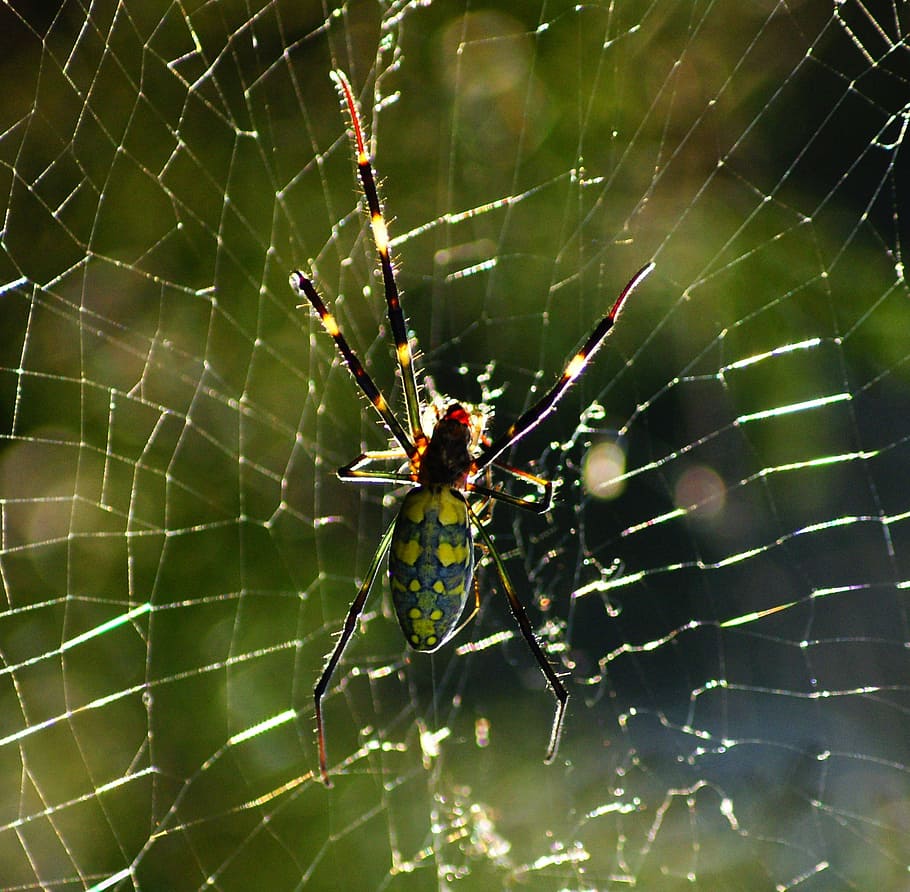 spider, web, spider web, insect, nature, animal themes, fragility HD wallpaper