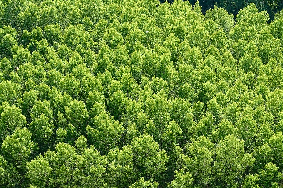 forest, trees, environment, scenery, leaves, foliage, forest trees HD wallpaper