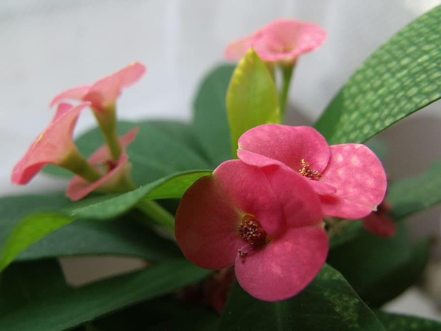 Flower, Small, Polka, Dots, polka dots, nature, plant, pink Color HD wallpaper
