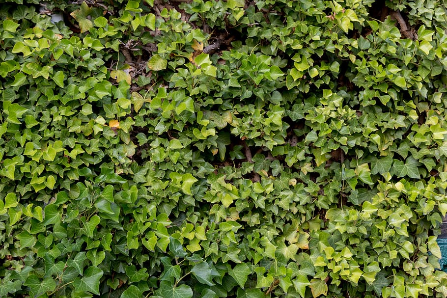 background, green, nature, pattern, texture, plant, light, leaves HD wallpaper