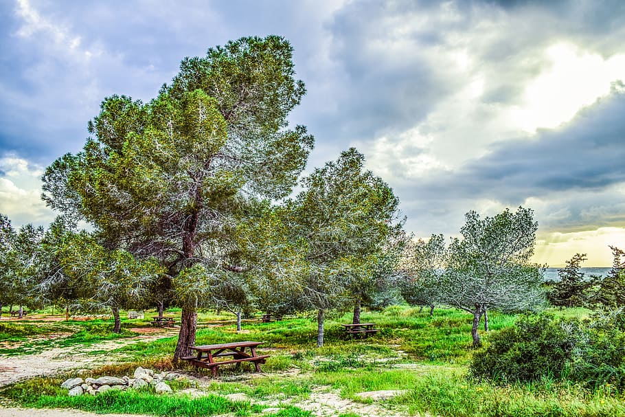Copse, Trees, Nature, Forest, Landscape, coppice, countryside HD wallpaper