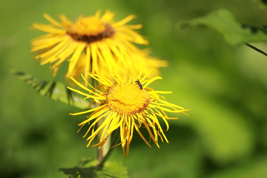flowers, elecampane, blossom, flowering plant, fragility, vulnerability HD wallpaper