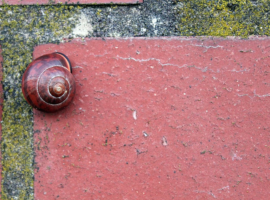brick, snail, brown, red brown, fugue, wall stone, shell, spiral HD wallpaper