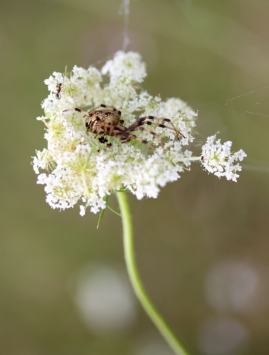spider, flower, white, arachnid, flowering plant, invertebrate HD wallpaper