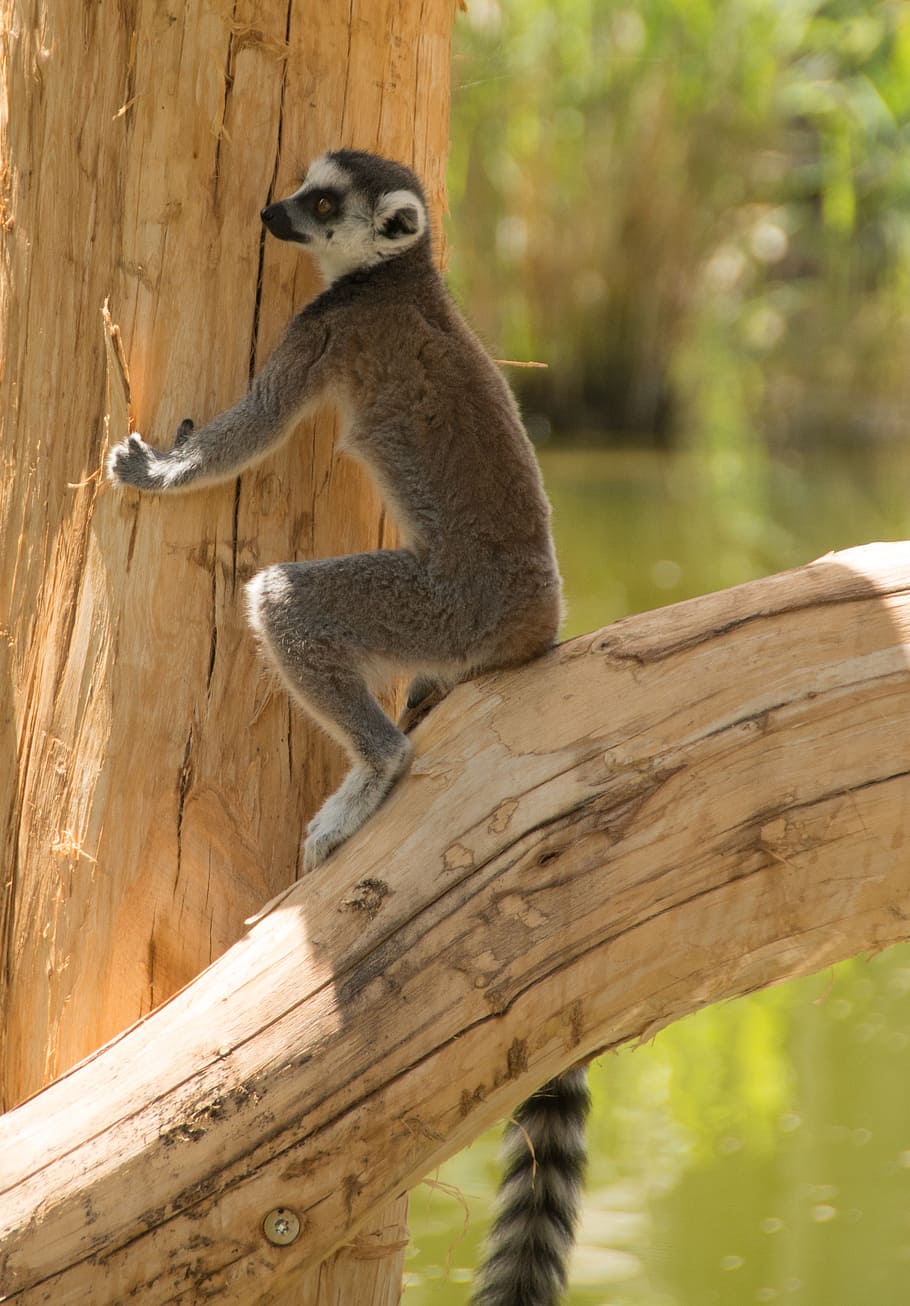 ring tailed lemur, eye, lemur catta, face, madagascar, zoo