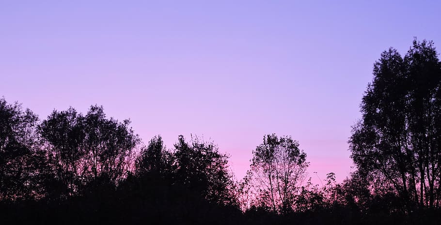 sunset, sky, trees, horizon, twilight, plant, beauty in nature HD wallpaper