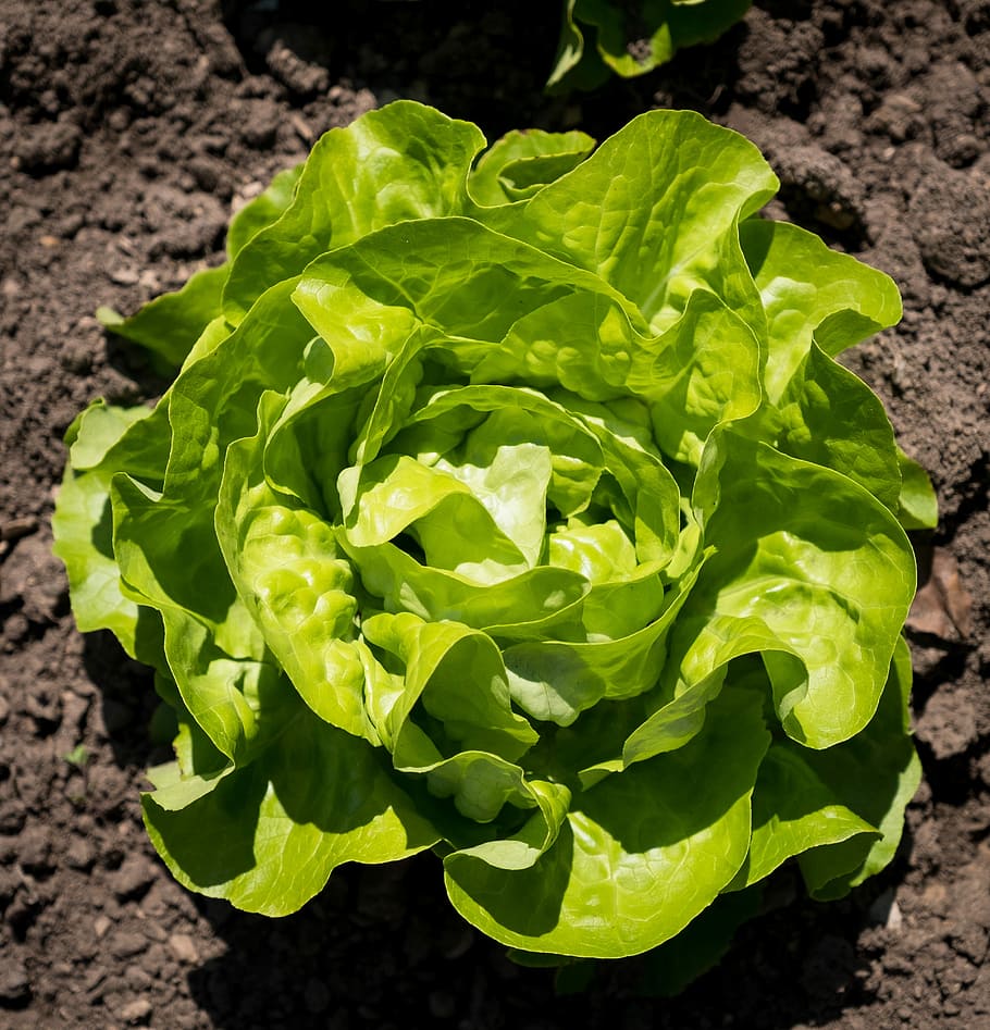 green vegetable during daytime, salad, lettuce, spring, bed HD wallpaper