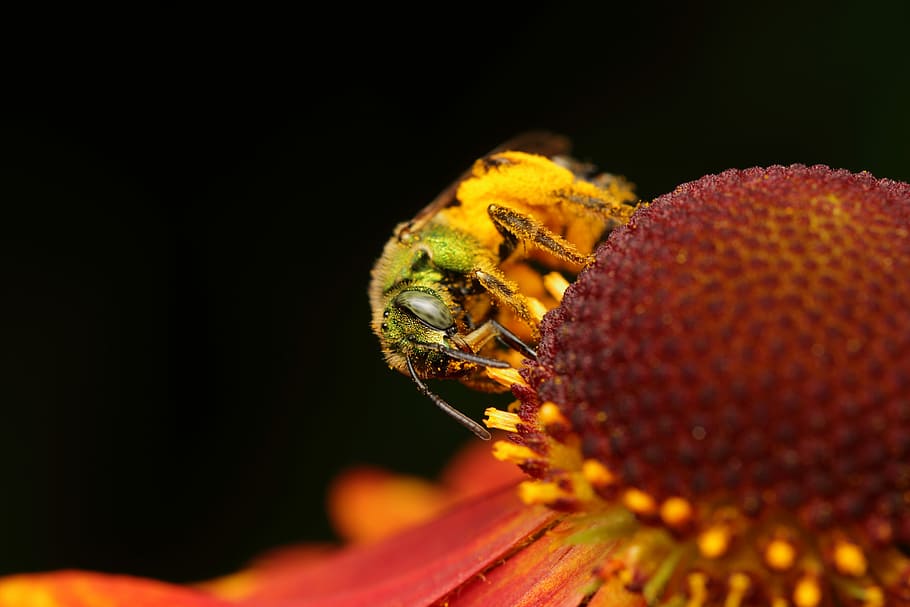 Bee exploring a flower in the garden, yellow bee on red petaled flower HD wallpaper